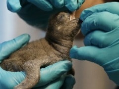 Two Newly Hatched Penguin Chicks To Go To 'Fish School'