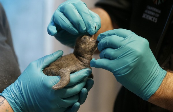 Two Newly Hatched Penguin Chicks To Go To 'Fish School'