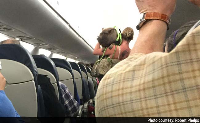 Passenger Brought Pig in a Bag Onto Plane