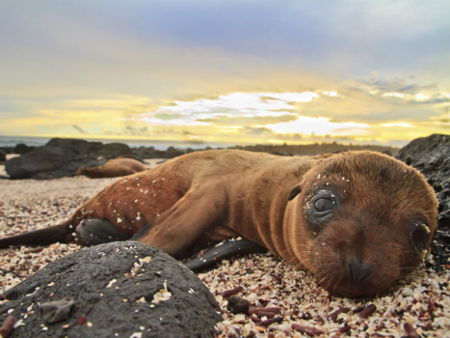 Bodies of 500 Sea Lions Found on Peruvian Beach