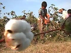 In Telangana, School-Going Children Turn Farm Labourers