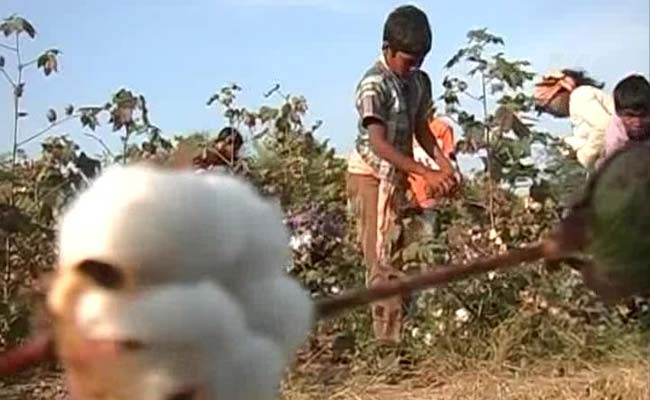 In Telangana, School-Going Children Turn Farm Labourers