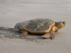 Villagers for Protection of Turtles in Odisha