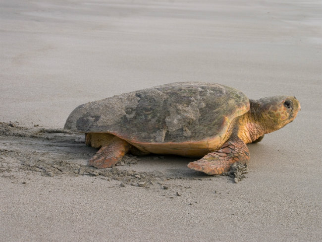 World's Oldest Fossil Sea Turtle Discovered