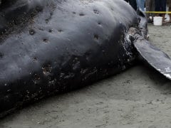 100 Whales Die After New Zealand Stranding