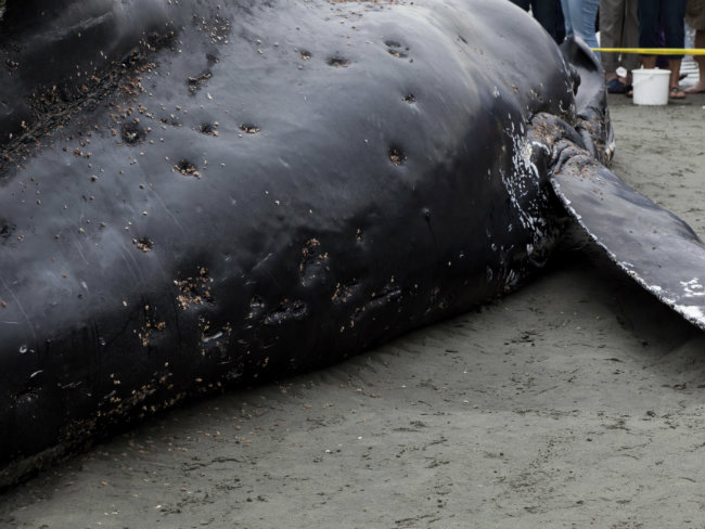 22 Pilot Whales Die After Stranding in New Zealand