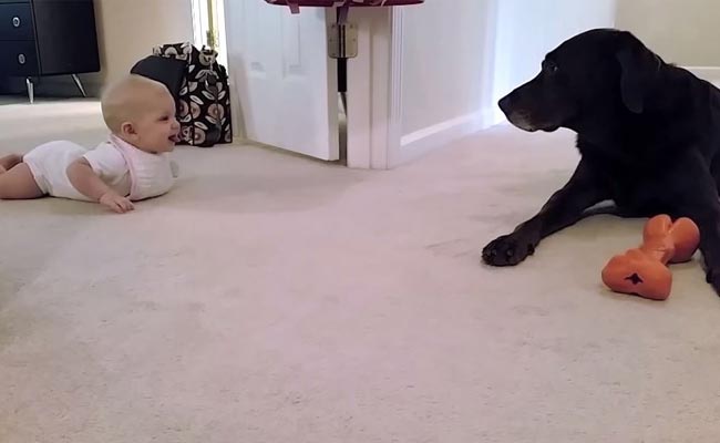 This Baby Crawls For the First Time. You Have to See What Happens Next