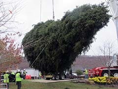 In New York, 85-Foot-Tall, 13-Tonne Christmas Tree Delivered for Xmas