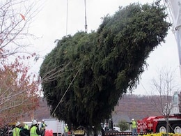 In New York, 85-Foot-Tall, 13-Tonne Christmas Tree Delivered for Xmas In New York, 85-Foot-Tall, 13-Tonne Christmas Tree Delivered for Xmas
