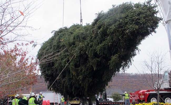 In New York, 85-Foot-Tall, 13-Tonne Christmas Tree Delivered for Xmas