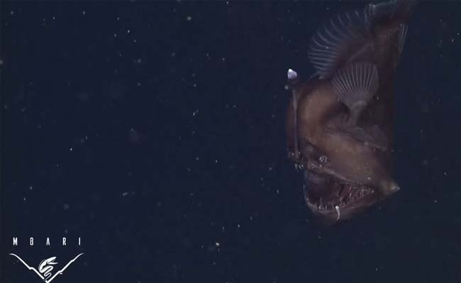 Caught on Camera: Have You Seen This Rare 'Black Sea Devil' Fish Before?