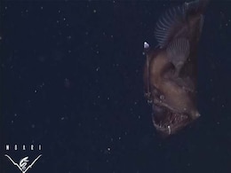 Caught on Camera: Have You Seen This Rare 'Black Sea Devil' Fish Before? Caught on Camera: Have You Seen This Rare 'Black Sea Devil' Fish Before?
