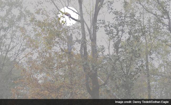 4-Year-Old Climbs 50 Feet Up a Tree on a Dare, Has to be Rescued