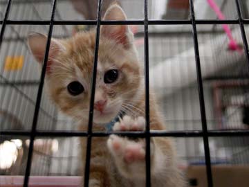 69 Cats Removed From Dirty Rhode Island Apartment