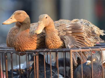 Germany Reports Second Case of Bird Flu