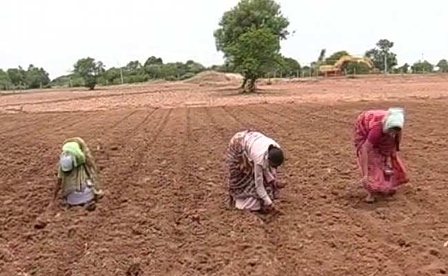 Cotton Farmers in Telangana Distressed Over High Input Costs