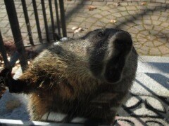 Aggressive Groundhog Repeatedly Attacks Man Minding His Own Business