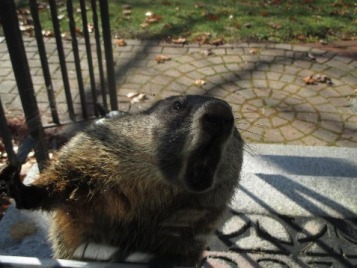 Aggressive Groundhog Repeatedly Attacks Man Minding His Own Business 