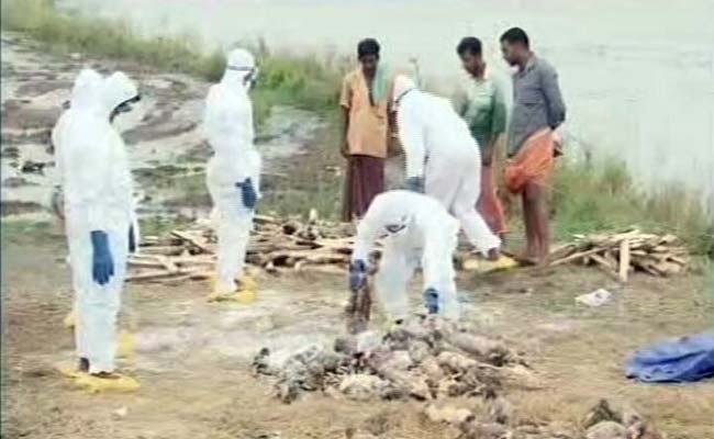 Bird Flu Scare Hits Kerala's Famed 'Duck Capital'