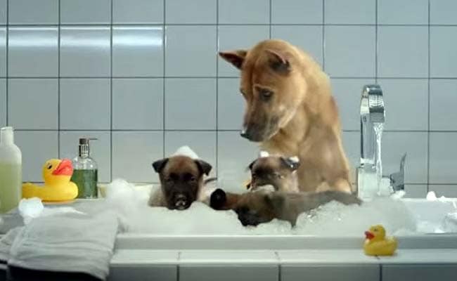 This Hard-Working Father Has 5 Babies to Look After. Oh, and He's a Dog