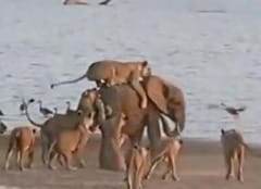 Hatari! Baby Elephant vs 14 Lions: Big Fight Has One Big Winner