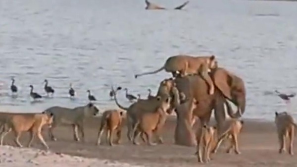 Hatari! Baby Elephant vs 14 Lions: Big Fight Has One Big Winner