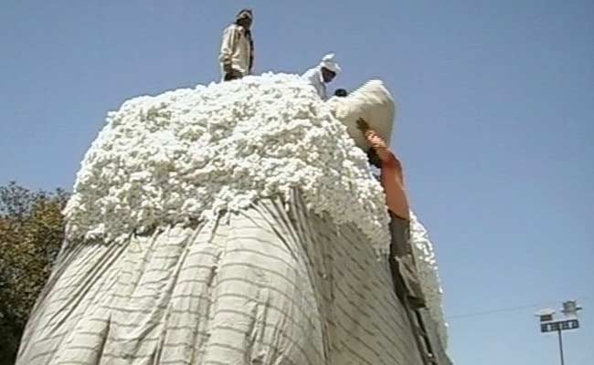 With Global Demands Dipping, Cotton Farmers in Gujarat Prep for Tough Times Ahead