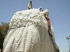 With Global Demands Dipping, Cotton Farmers in Gujarat Prep for Tough Times Ahead