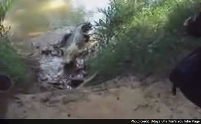 India's Only Captive White Crocodile to be Set Free Soon