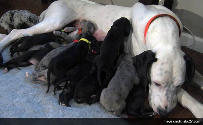 Great Dane Gives Birth to 19 Puppies 