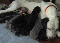 Great Dane Gives Birth to 19 Puppies