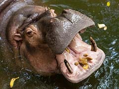 12 Children Confirmed Dead in Hippo Attack