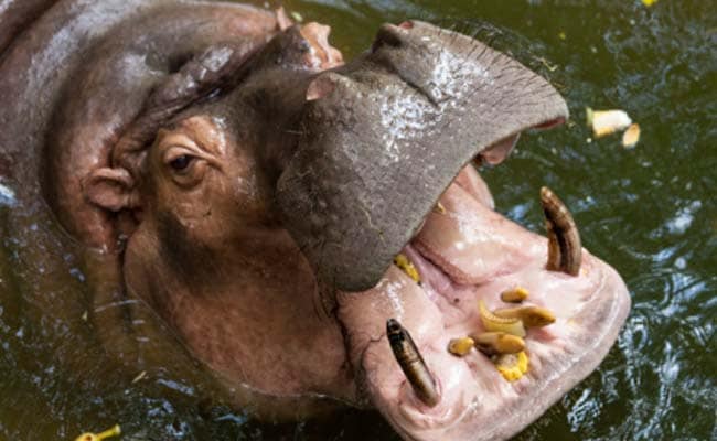 12 Children Confirmed Dead in Hippo Attack