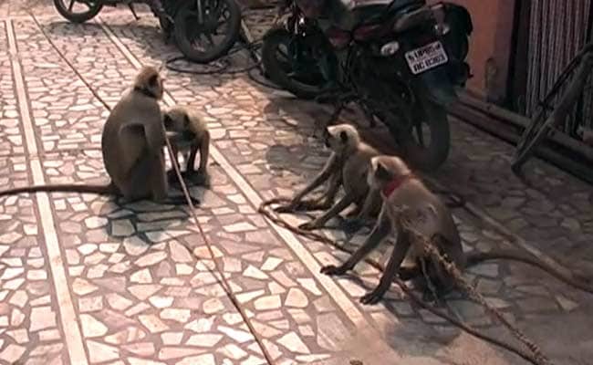Delhi's Civic Body Turns to 'Power-Fencing' for Keeping Monkeys Away