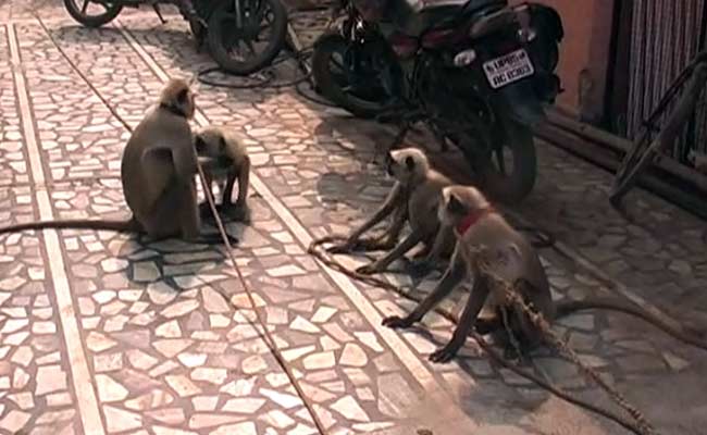 Band, Baaja, Langur.  Brides in Agra Get a Little Help.