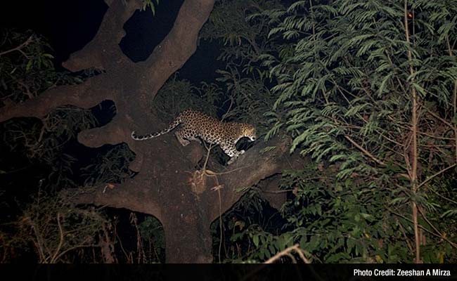 Leopard of Mumbai: Life And Death Among City's 'Living Ghosts'