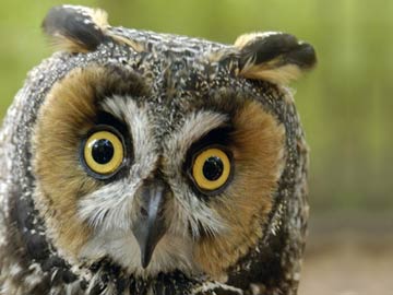 Owl Attacks Hawk at Vermont LL Bean Store Display 