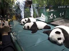 'Miracle' Chinese Panda Triplets Celebrate 100-Day Milestone