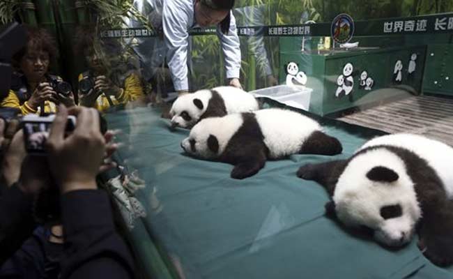 'Miracle' Chinese Panda Triplets Celebrate 100-Day Milestone