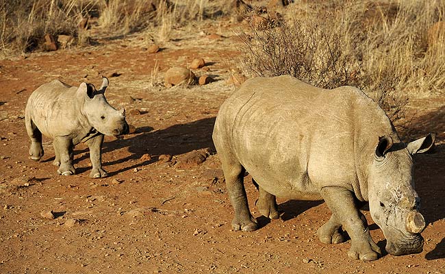 Record 1,020 Rhinos Killed in South Africa in 2014