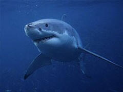 Great White Shark Dies After Three Days in Captivity