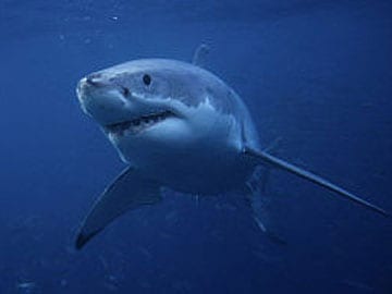 Second Great White Shark Found at Australia's Bondi Beach