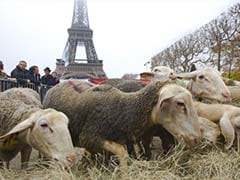 New Breed of French Protester: Sheep