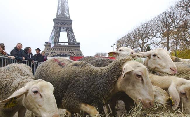 New Breed of French Protester: Sheep