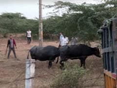 More Buffaloes Found Inside Surat Airport Days After SpiceJet Plane Crashed Into One