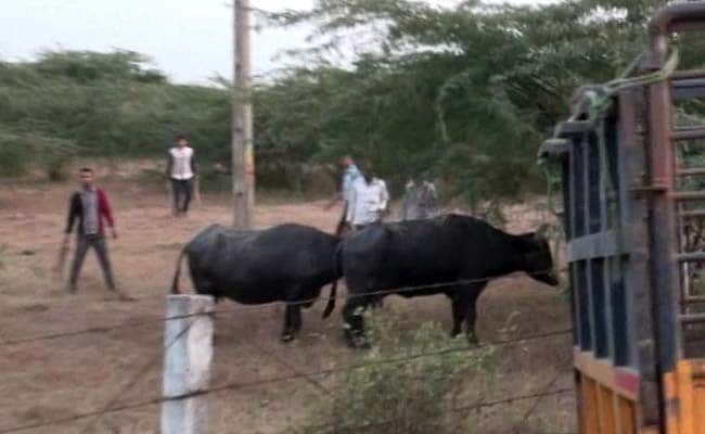 2 Dead As Buffalo Rescue Attempt Goes Awry In Kanpur