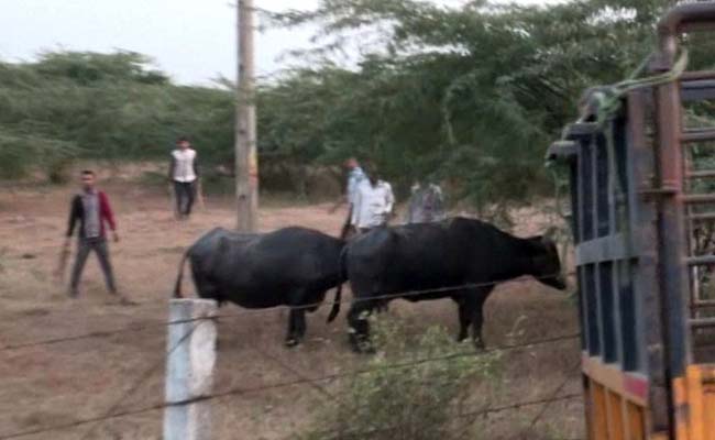 More Buffaloes Found Inside Surat Airport Days After SpiceJet Plane Crashed Into One