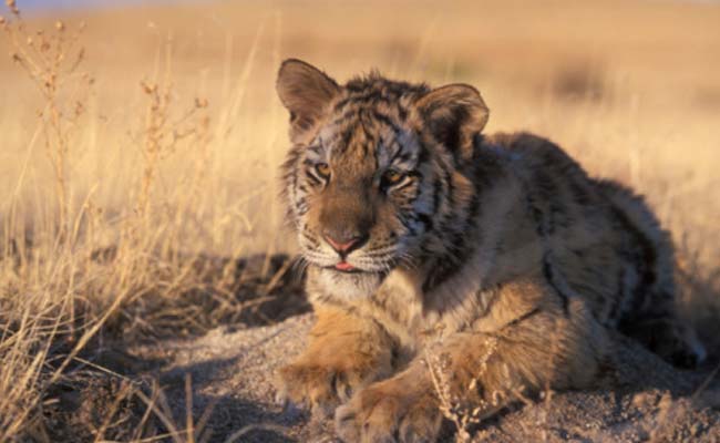 Missing Tiger Cub Found in Keladevi Wildlife Sanctuary