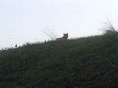 Big Cat on Prowl Near Paris 'Not Tiger'