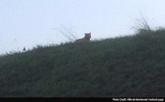 Police Hunt for Tiger on the Loose Near Paris
